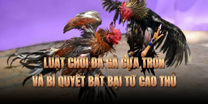 Đá gà cựa tròn